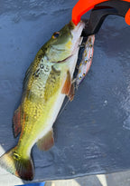 Minnow Bionic 110 mm 18 g - Caribe Lures