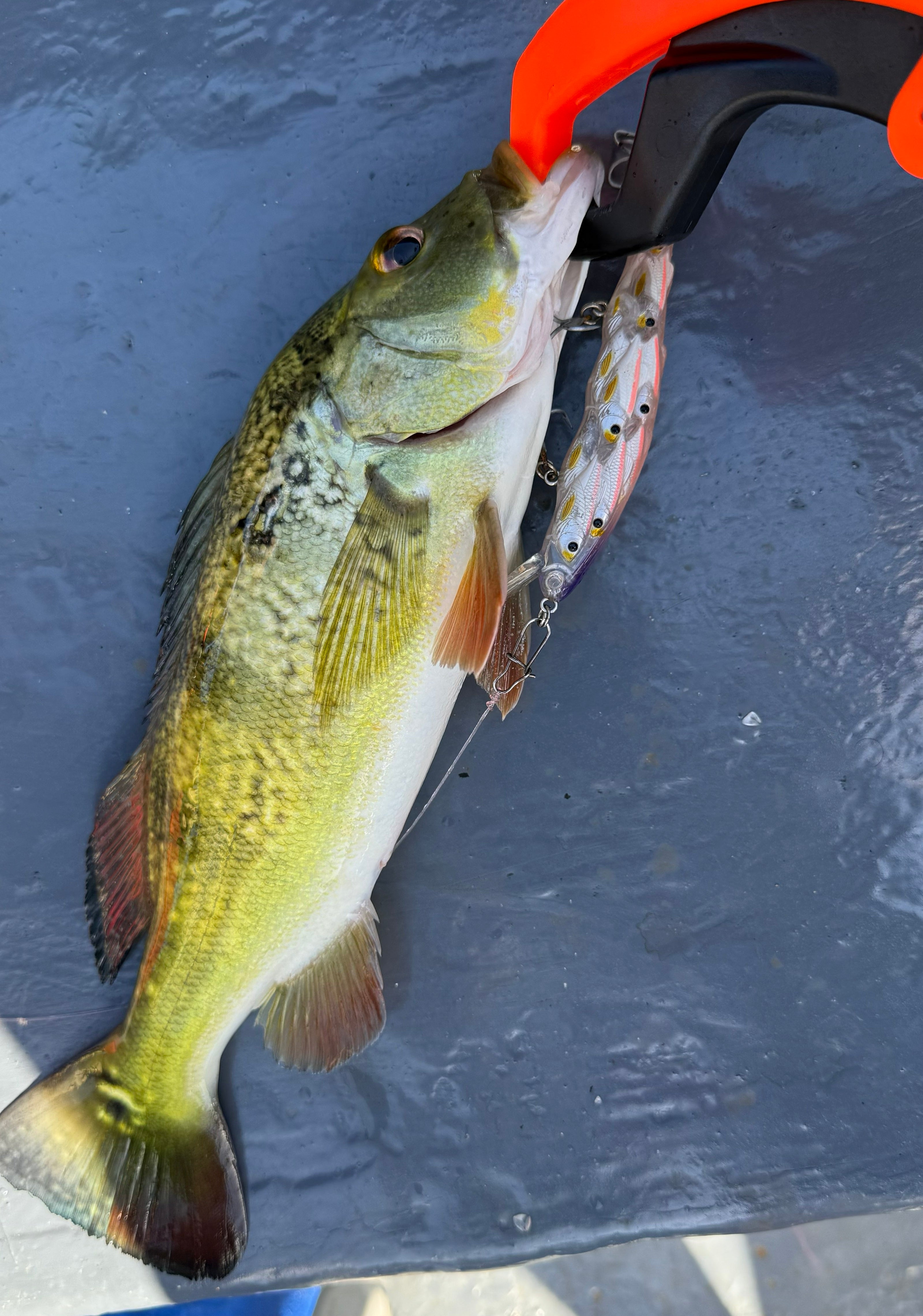 Minnow Bionic 110 mm 18 g - Caribe Lures