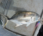 FJORD Popper 135F 135 mm 49 g - Caribe Lures