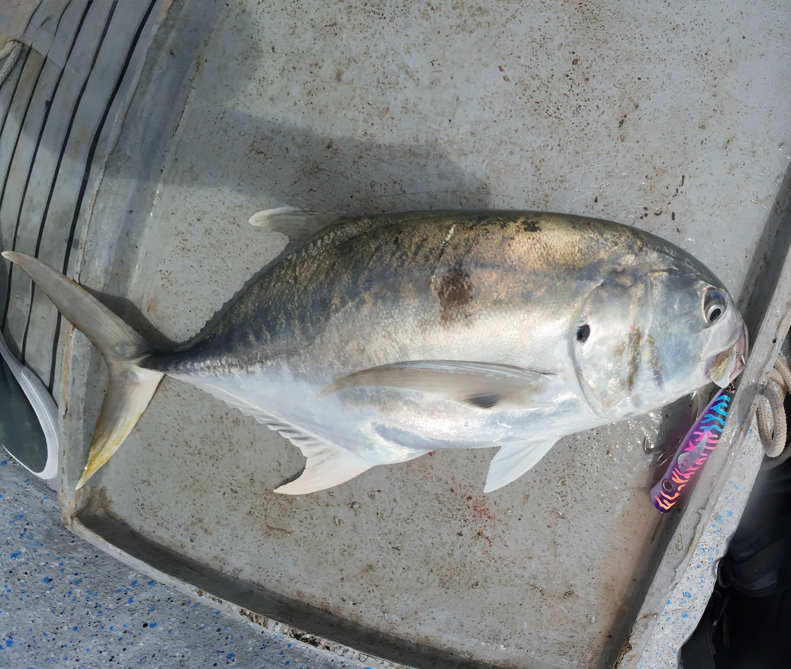 FJORD Popper 135F 135 mm 49 g - Caribe Lures