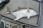 FJORD Popper 135F 135 mm 49 g - Caribe Lures