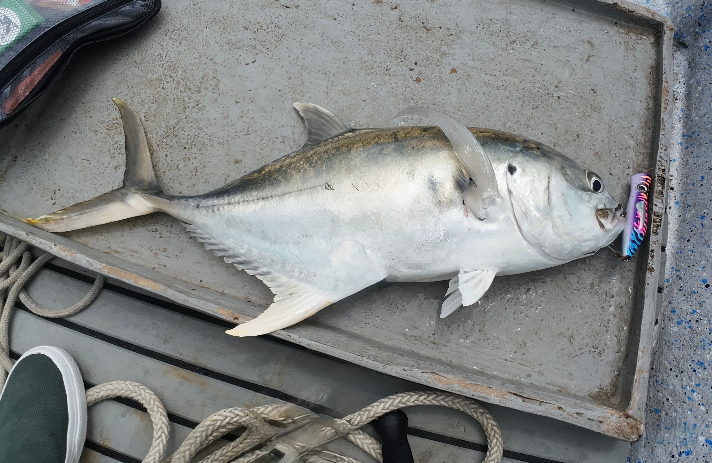 FJORD Popper 135F 135 mm 49 g - Caribe Lures