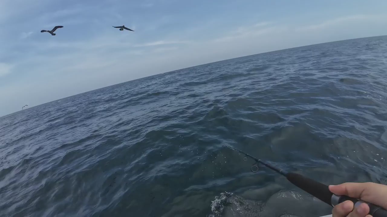 FJORD Popper 135F 135 mm 49 g - Caribe Lures